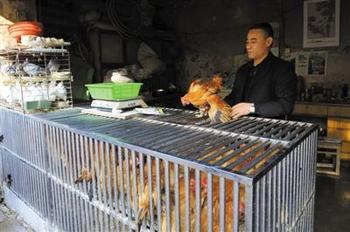 h7n9-3禽流感