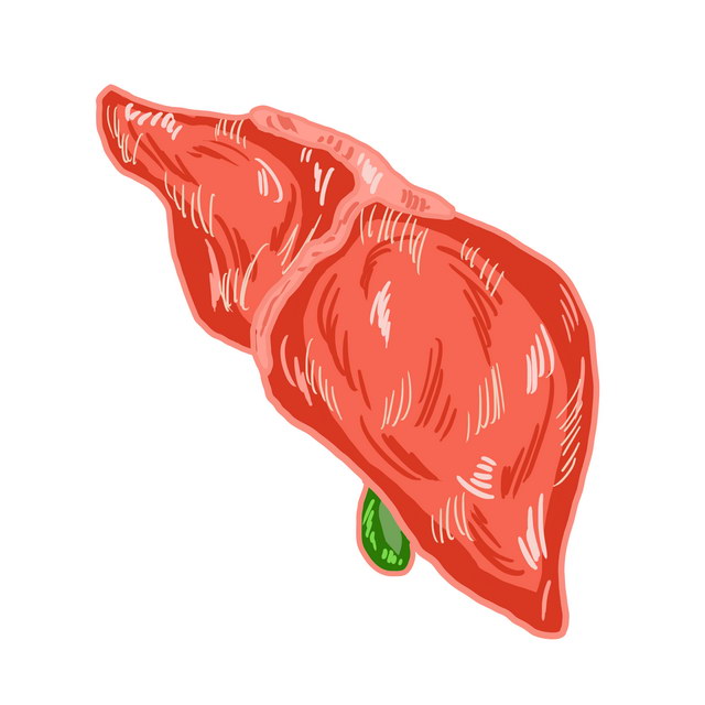 肝